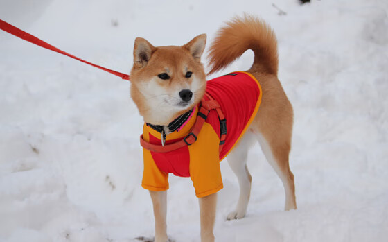 开云官方网页登录-“智慧与速度的对决：2025世界运动会短柄墙球赛场，你的策略将决定胜负！”