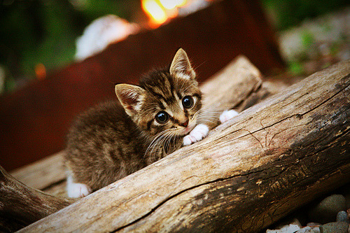 团体赛引发热议,乒乓球赛制走向多样化,乒乓球团体赛赛制种类