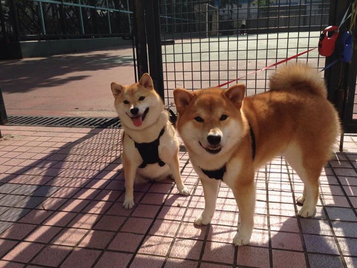 开云体育官方入口-国际乒联混合团体世界杯赛制解读：德国队能否通过规则突破重围？