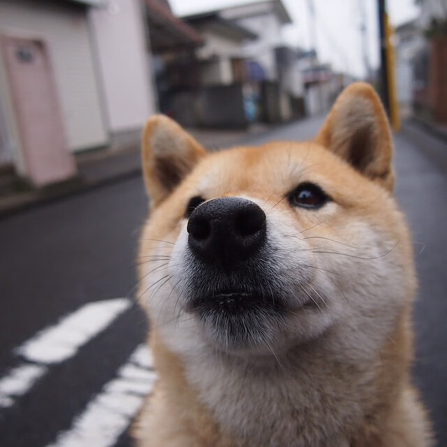 巴黎奥运乒乓资格赛迎来重头戏，各国选手拼搏，巴黎奥运会乒乓球参赛人员