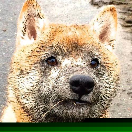 巴黎奥运乒乓资格赛迎来重头戏，各国选手拼搏，巴黎奥运会乒乓球参赛人员