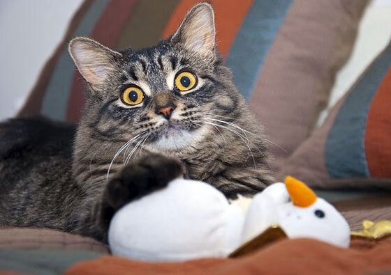 开云真人体育娱乐-联赛中期战术打法趋同是否降低技术流球队胜率