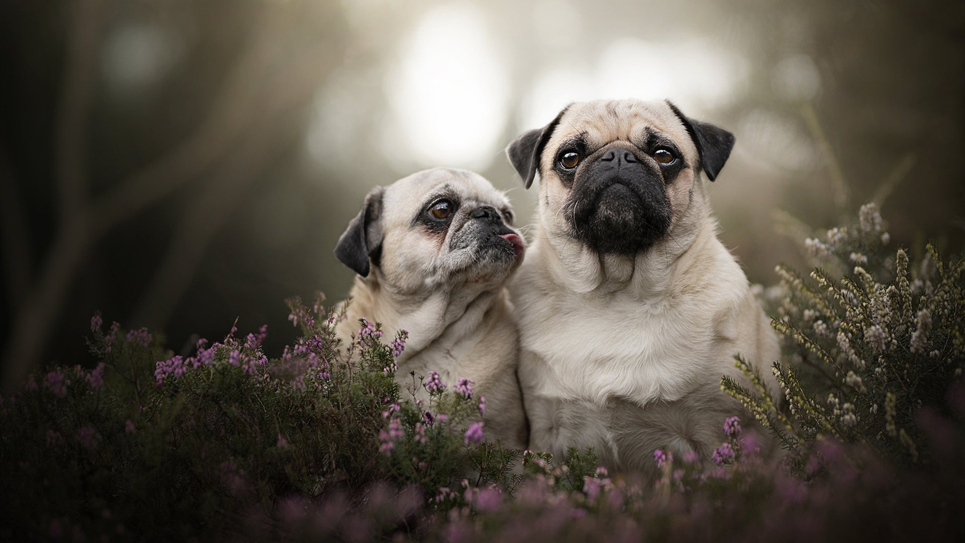 该项目体能分配策略科学有效，体育项目的体能要求研究综述