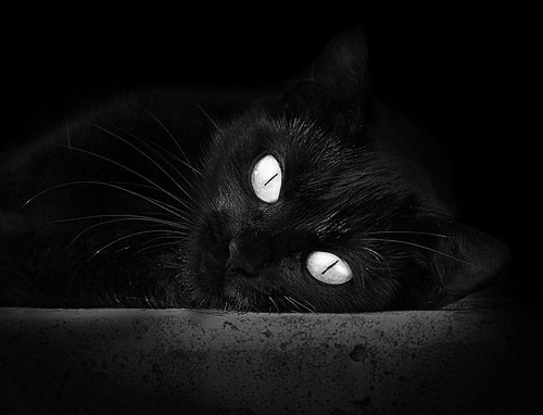 “南非羚羊队的防线之王：埃尔斯·霍斯特的崛起”