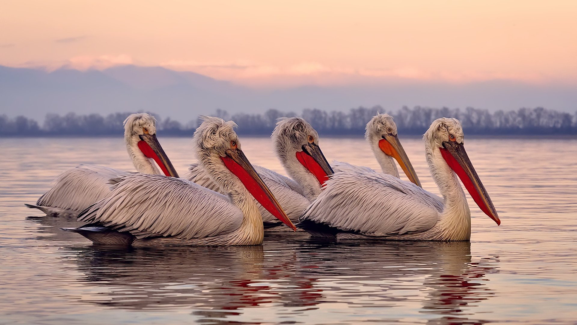 开云中国官网-卡普尔的突破、传球与防守三位一体，为袋鼠队创造全新战术空间