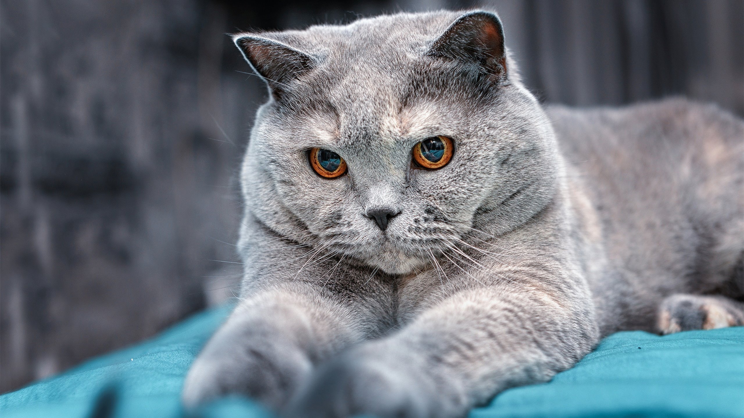 国王后场双星配合默契引专家关注，国王双冠通关攻略