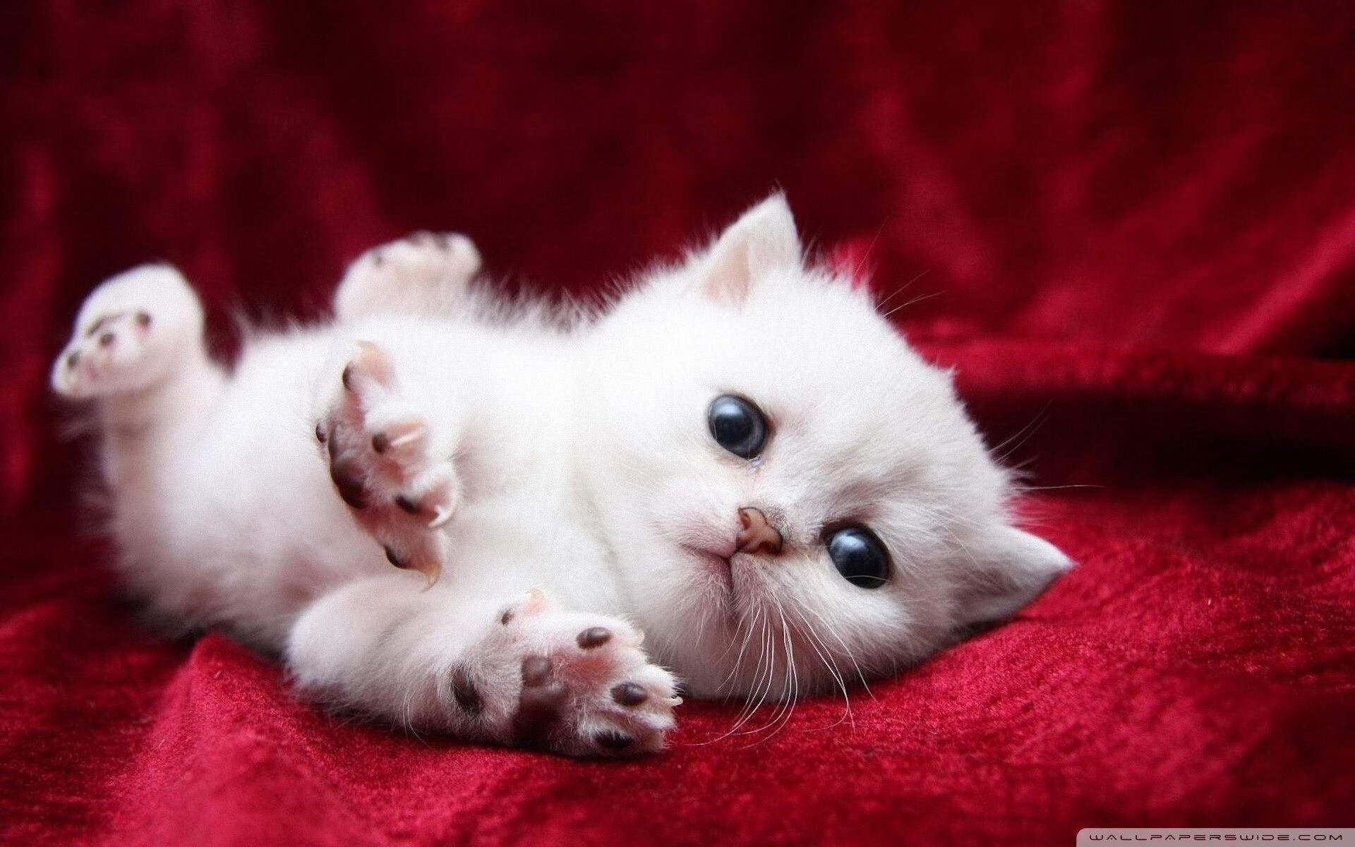 大学篮球联赛推动赛季与学业双重平衡支持学生运动员，篮球大学生联赛叫什么