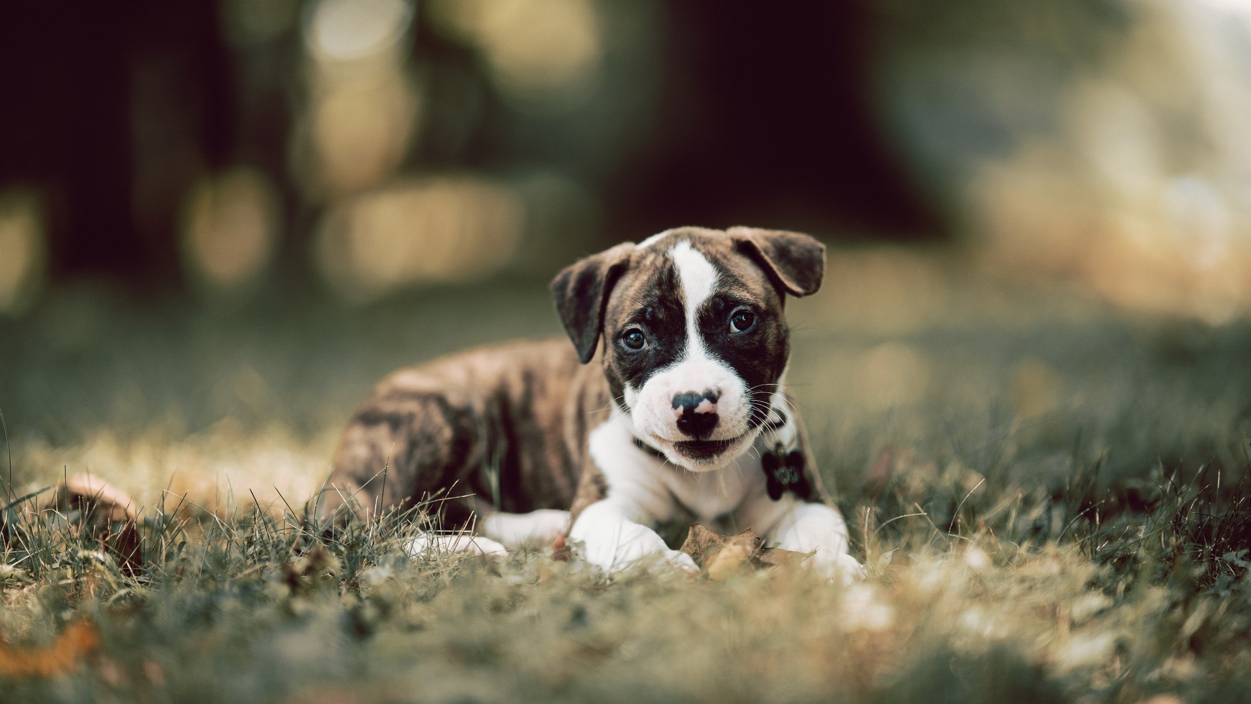 大学篮球联赛推动赛季与学业双重平衡支持学生运动员，篮球大学生联赛叫什么